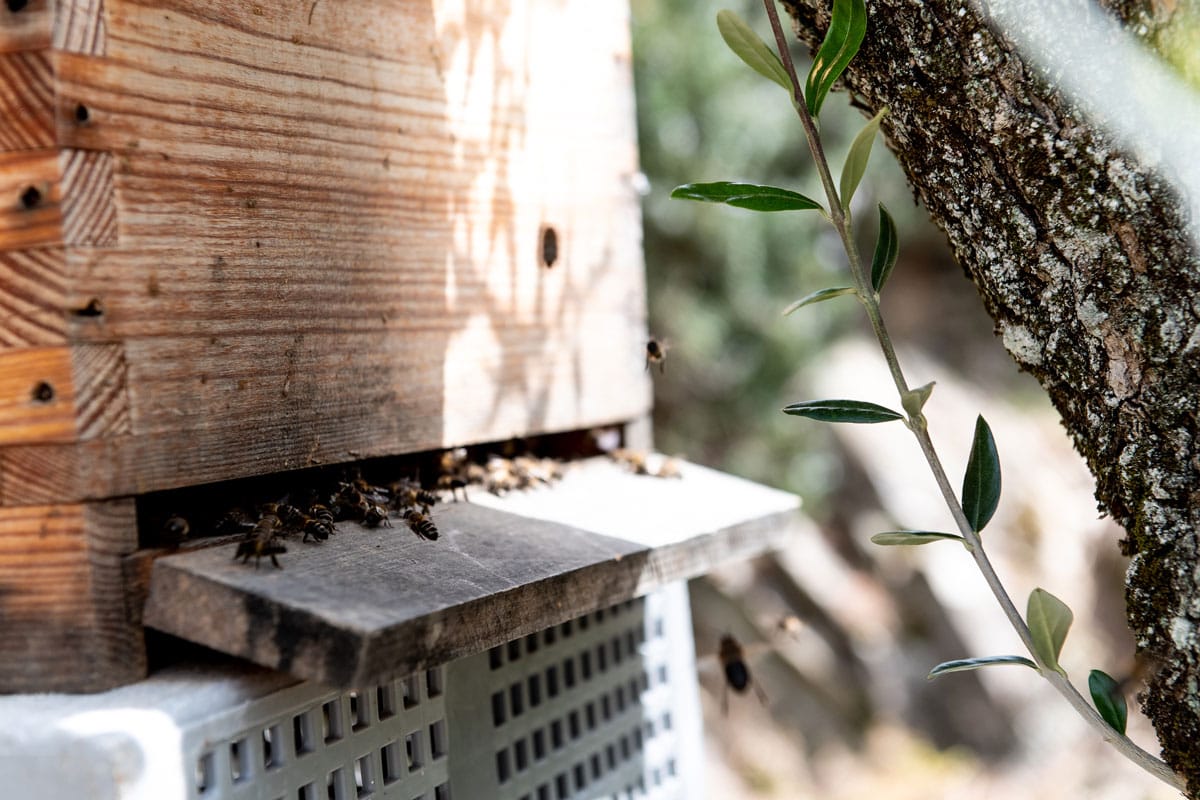 wine-and-soul-sustentabilidade-abelhas