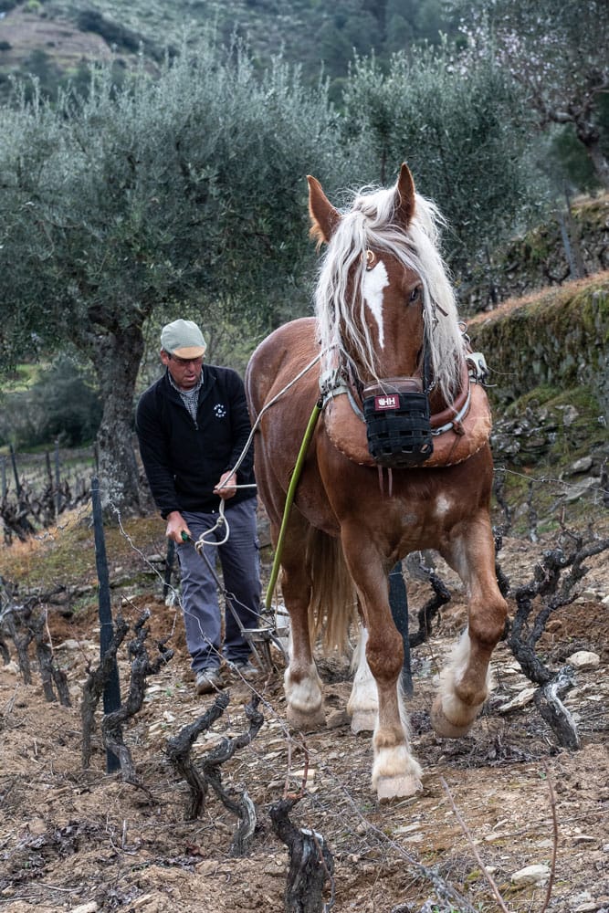 wine-and-soul-sustentabilidade-cavalo-vinha