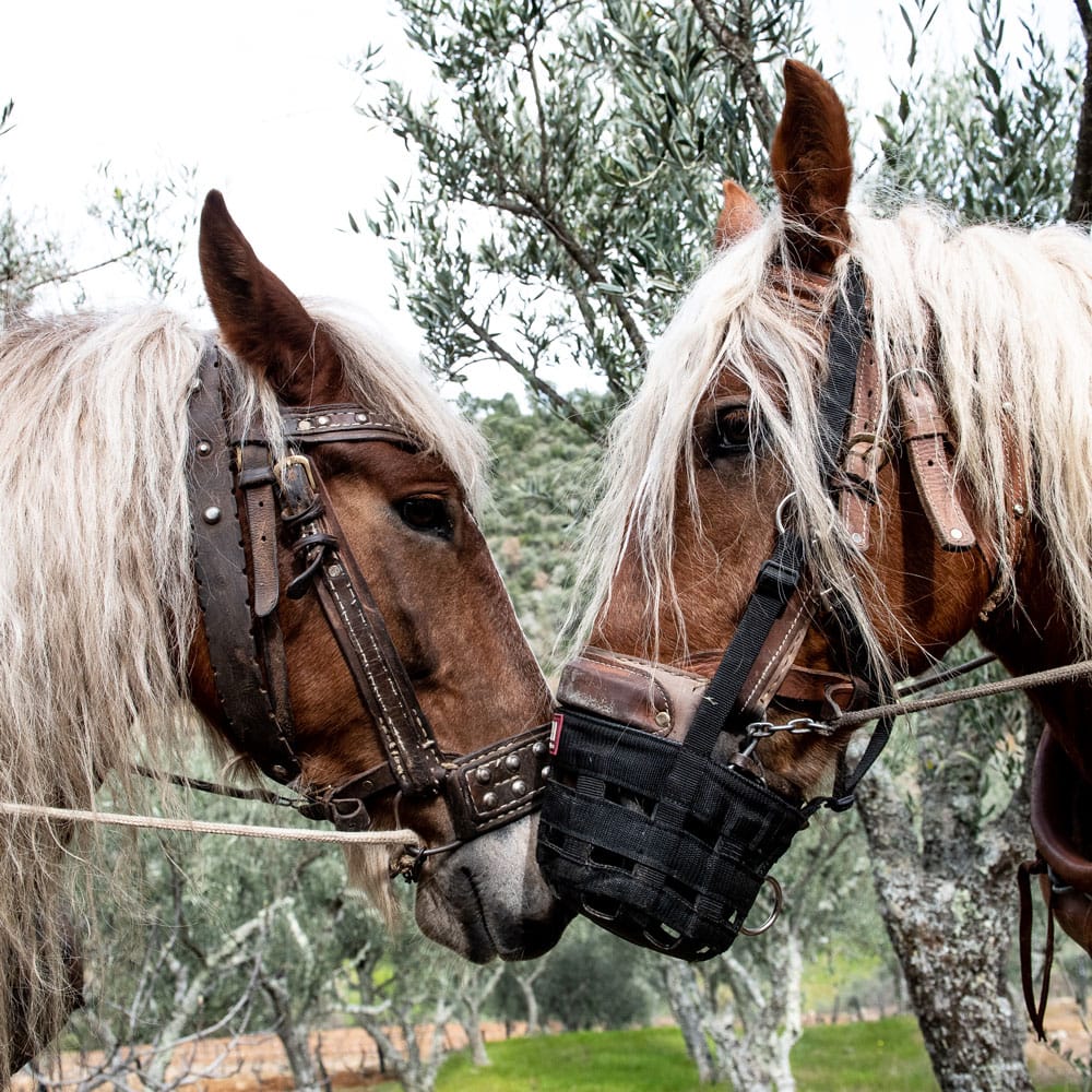 wine-and-soul-sustentabilidade-cavalos
