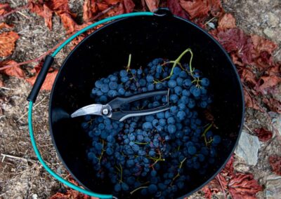 wine-and-soul-sustentabilidade-uvas