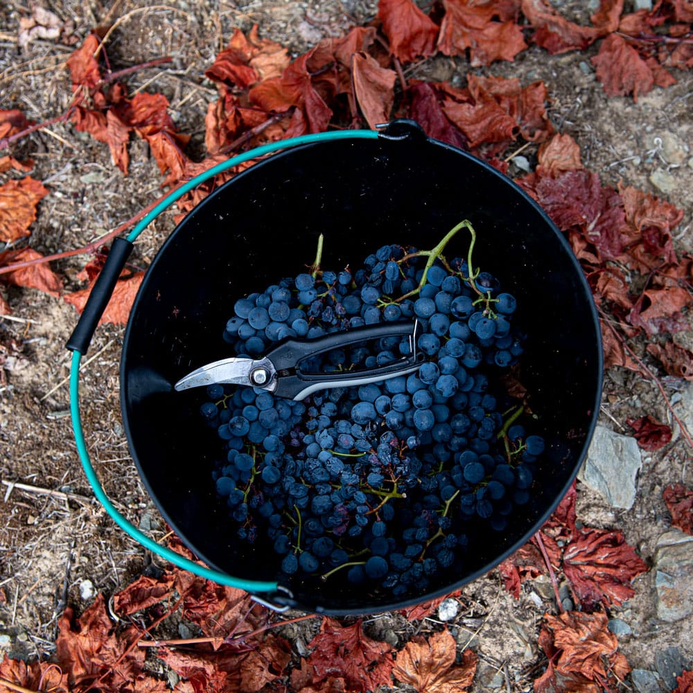 wine-and-soul-sustentabilidade-uvas